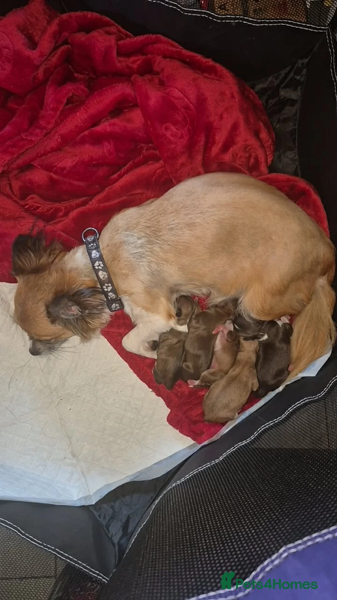 Chihuahua dogs for sale: Long haired chihuahua puppies  - Advert 9