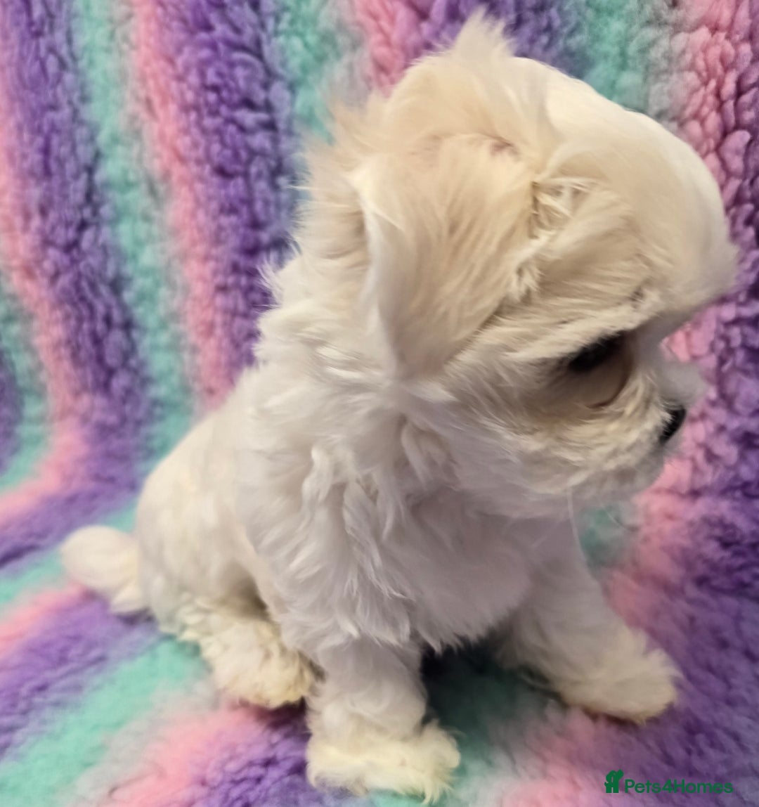 Maltese dogs for sale: FULL KOREAN KC REGISTERED MALTESE PUPIES - Image 13