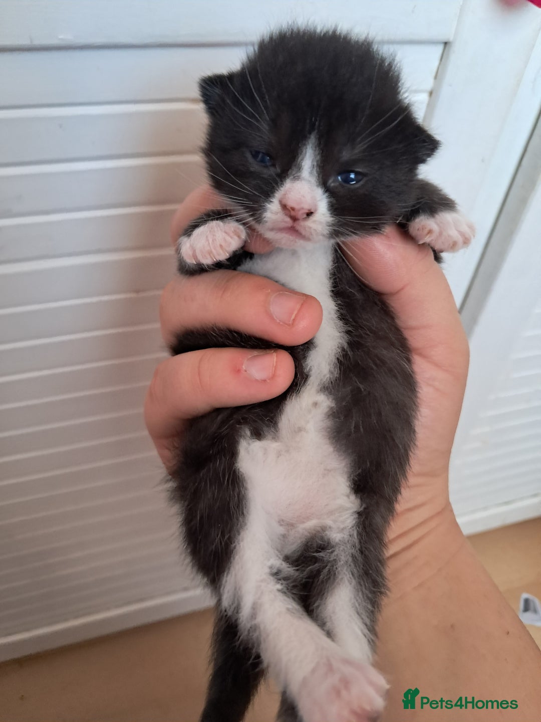 Mixed Breed cats for sale: Last female ready Wednesday - Image 9