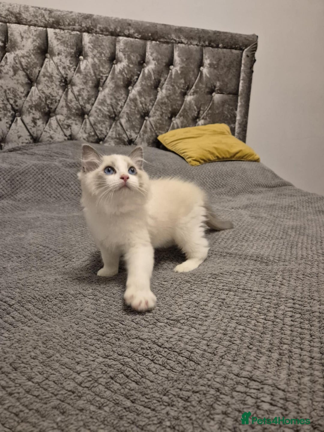 Ragdoll cats for sale: 1 Male Tica Registered Available. Ready Now - Advert 15