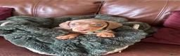 Miniature Dachshund dogs for sale: Beautiful chocolate mini dachshund puppy’s   - Advert 10