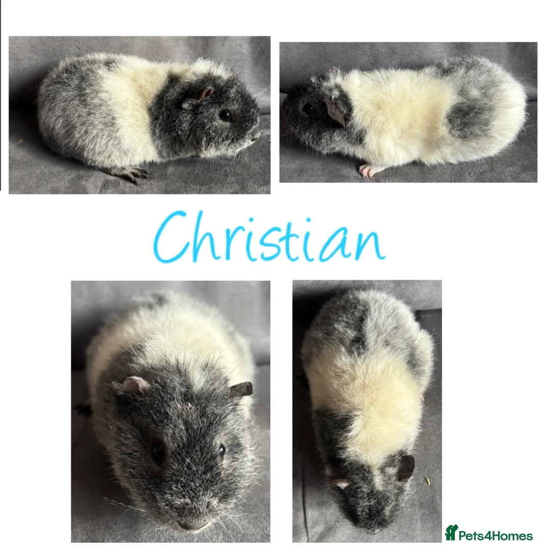 Guinea Pig rodents for sale: Baby Guineapigs x4 girls x2 boys- ready now - Advert 10