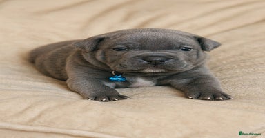 Staffordshire Bull Terrier dogs SOLID BLUE TEDDY BEARS STAFFS 🐻  - Advert 4