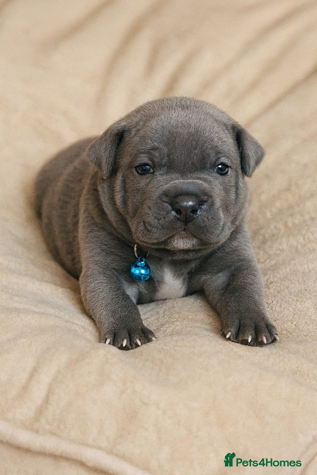 Staffordshire Bull Terrier dogs for sale: SOLID BLUE TEDDY BEARS STAFFS 🐻  - Advert 3