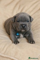 Staffordshire Bull Terrier dogs SOLID BLUE TEDDY BEARS STAFFS 🐻 - Advert 2