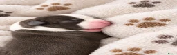 Staffordshire Bull Terrier dogs for sale: Outstanding litter  blue brindle white kc staffys - Advert 4