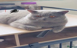 British Shorthair cats for stud: Champion bloodline group type B  - Image 1