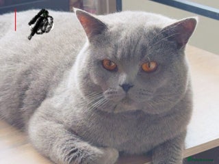 British Shorthair cats - Advert 29