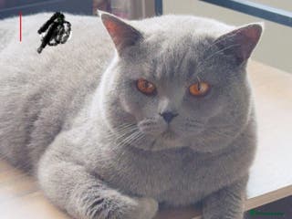 British Shorthair cats Champion bloodline group type B - Advert 11