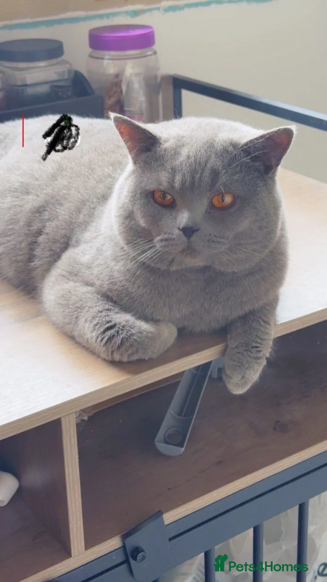 British Shorthair cats for stud: Champion bloodline group type B  - Advert 1