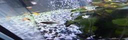 Platies fish for sale: Platys, mollies, swardtails, guppies  - Advert 1