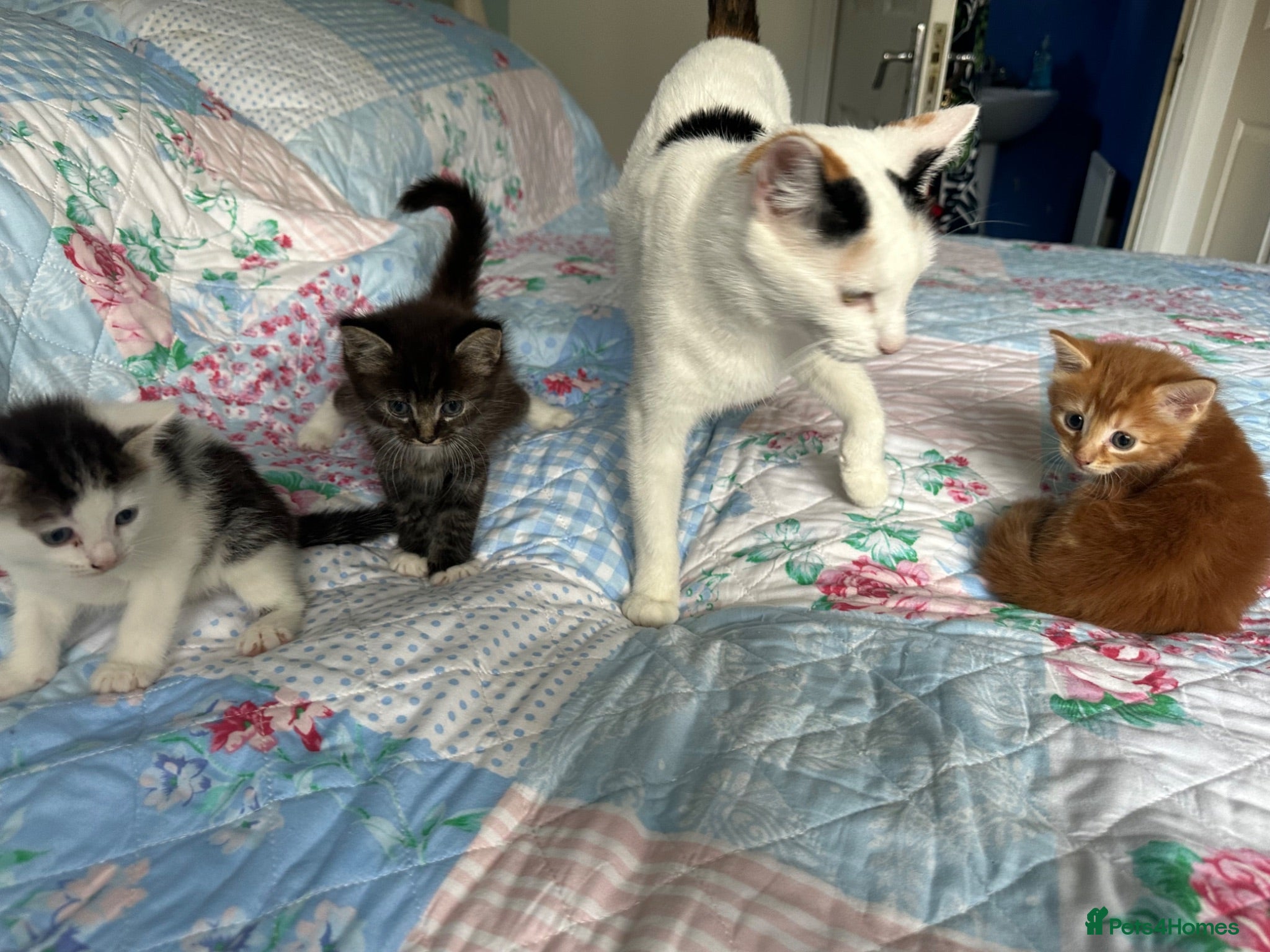 Mixed Breed cats 2 male, 1 female adorable kittens for sale - Advert 1