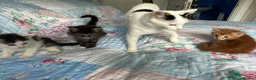Mixed Breed cats for sale: 2 male, 1 female adorable kittens for sale - Advert 1
