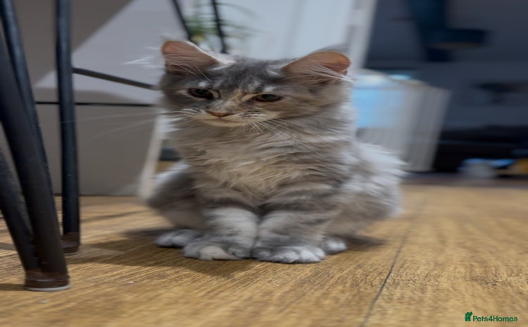 Maine Coon cats - Advert 5