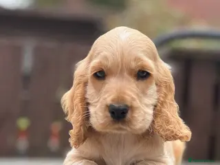 Cocker Spaniel dogs KC Registered Show-Type Cocker Spaniel Puppies - Advert 6