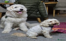 Mixed Breed dogs for adoption: Meet JOJO - a superb big girl, for a Loving Home - Image 25