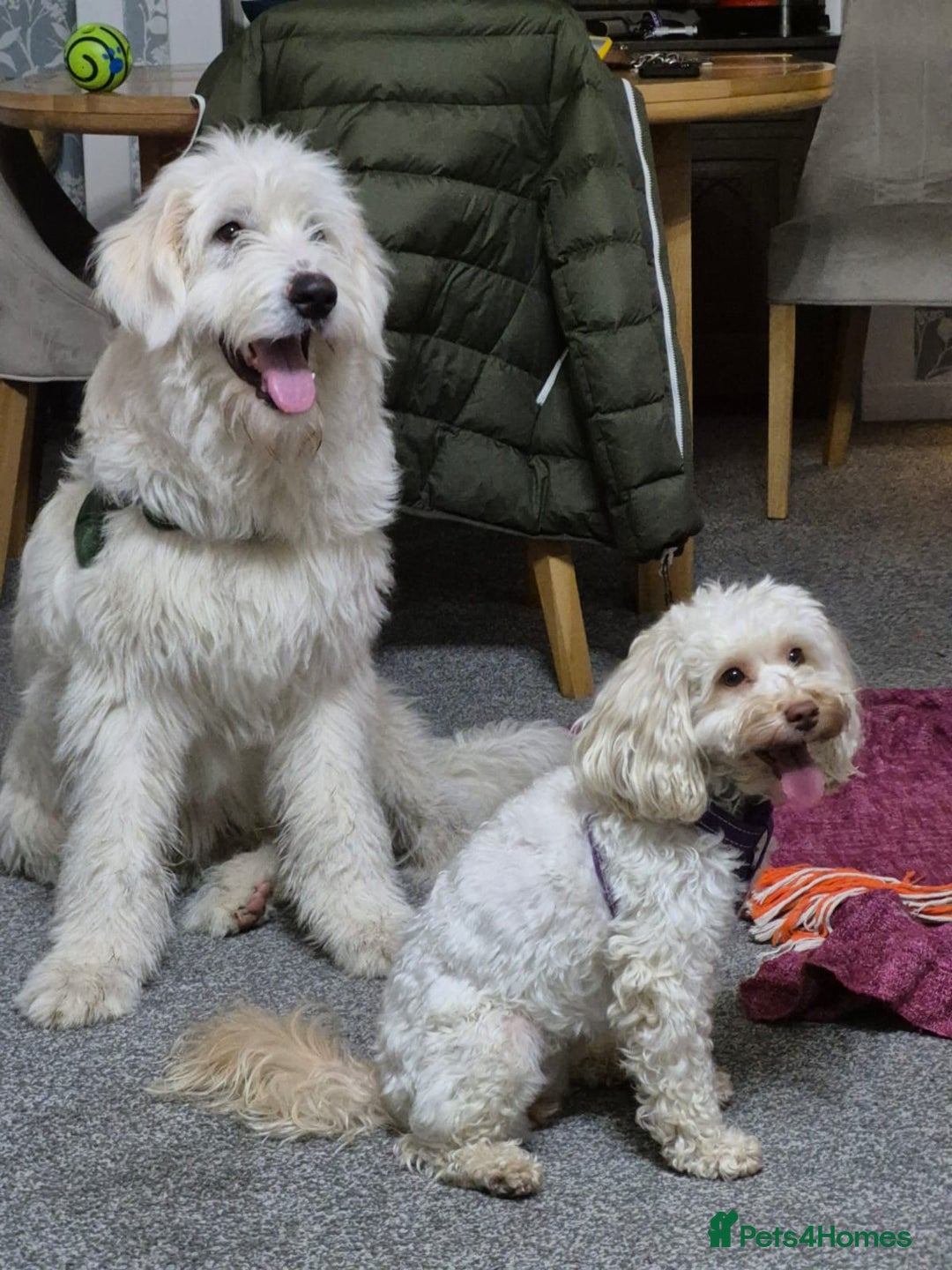 Mixed Breed dogs for adoption: Meet JOJO - a superb big girl, for a Loving Home - Image 25