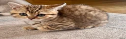 Scottish Fold cats for sale: Scottish fold kittens - Advert 4