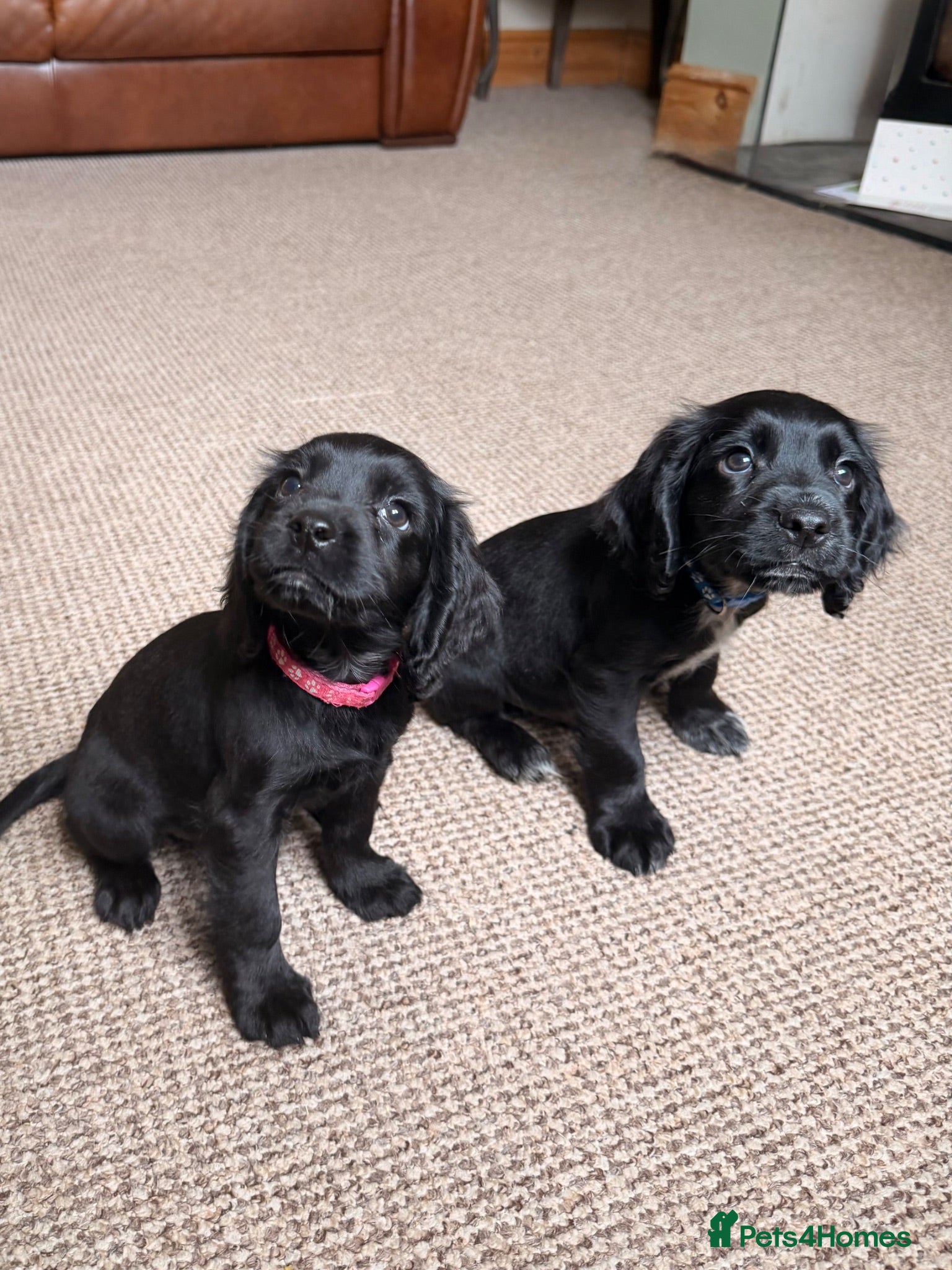 Cocker Spaniel dogs Working cocker spaniels  - Advert 1