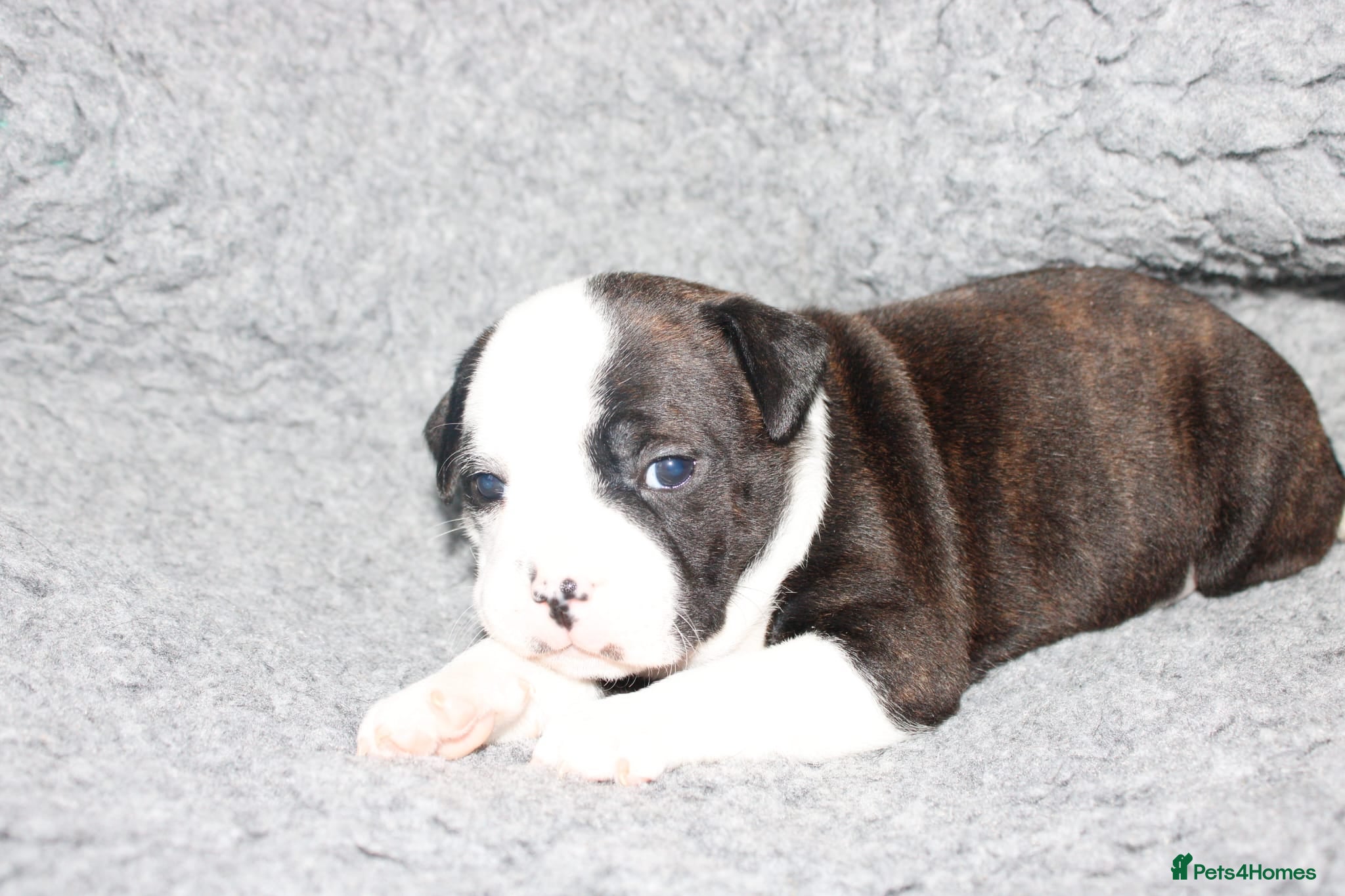 Staffordshire Bull Terrier dogs Kc registered Staffordshire bull terrier pups - Advert 2