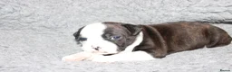 Staffordshire Bull Terrier dogs for sale: Kc registered Staffordshire bull terrier pups - Advert 2