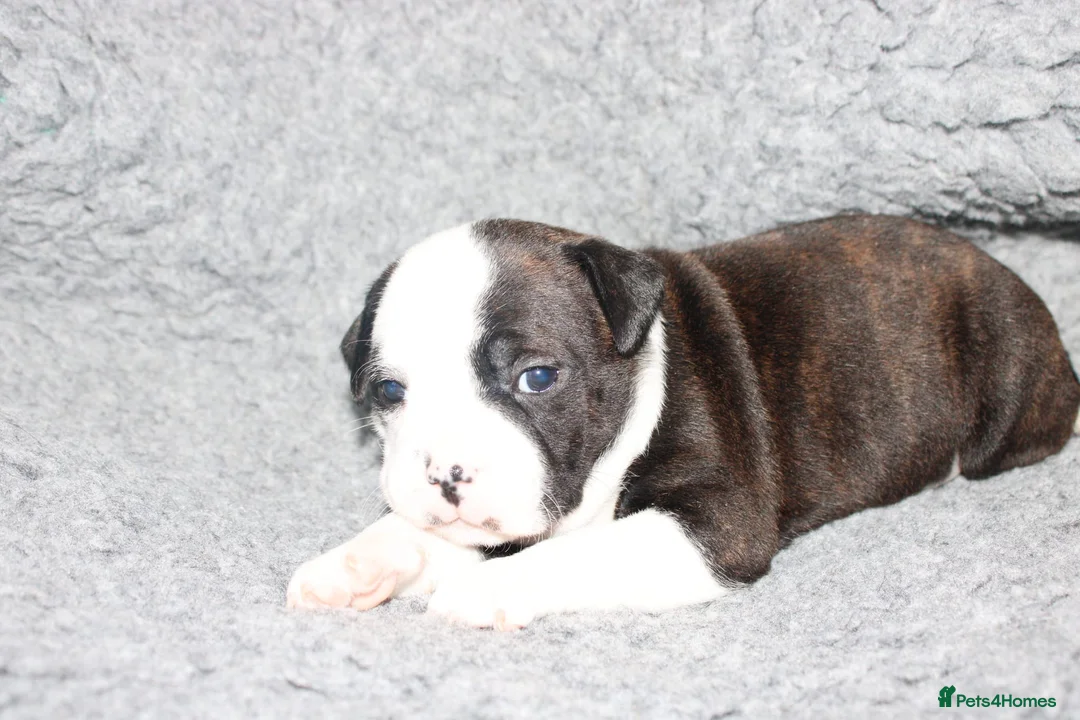 Staffordshire Bull Terrier dogs for sale: Kc registered Staffordshire bull terrier pups - Advert 2