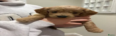 Cockapoo Puppy 1