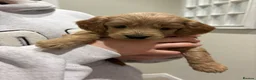 Cockapoo dogs for sale: Cockapoo puppies  - Advert 2