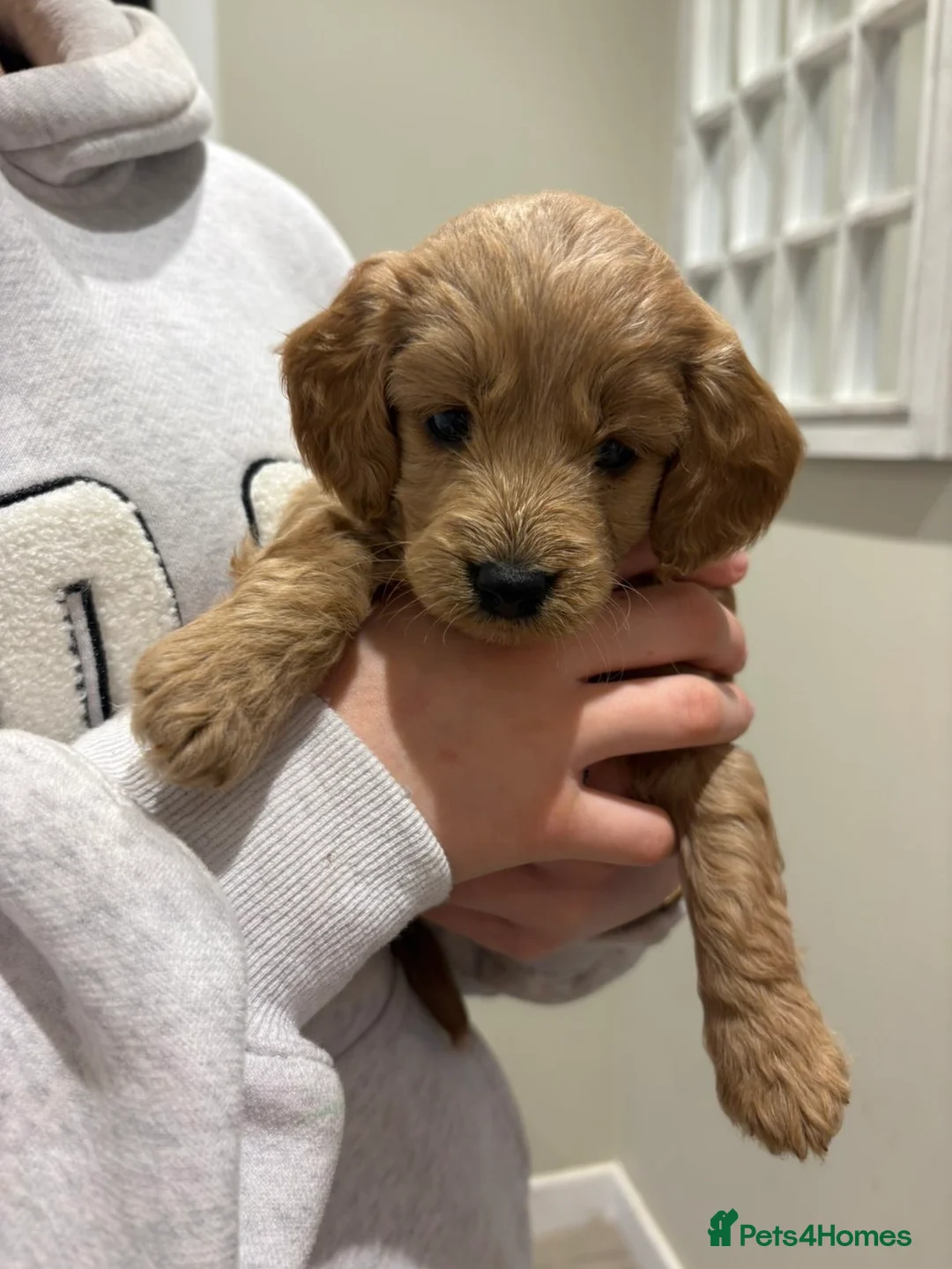 Cockapoo dogs for sale: Cockapoo puppies  - Advert 2