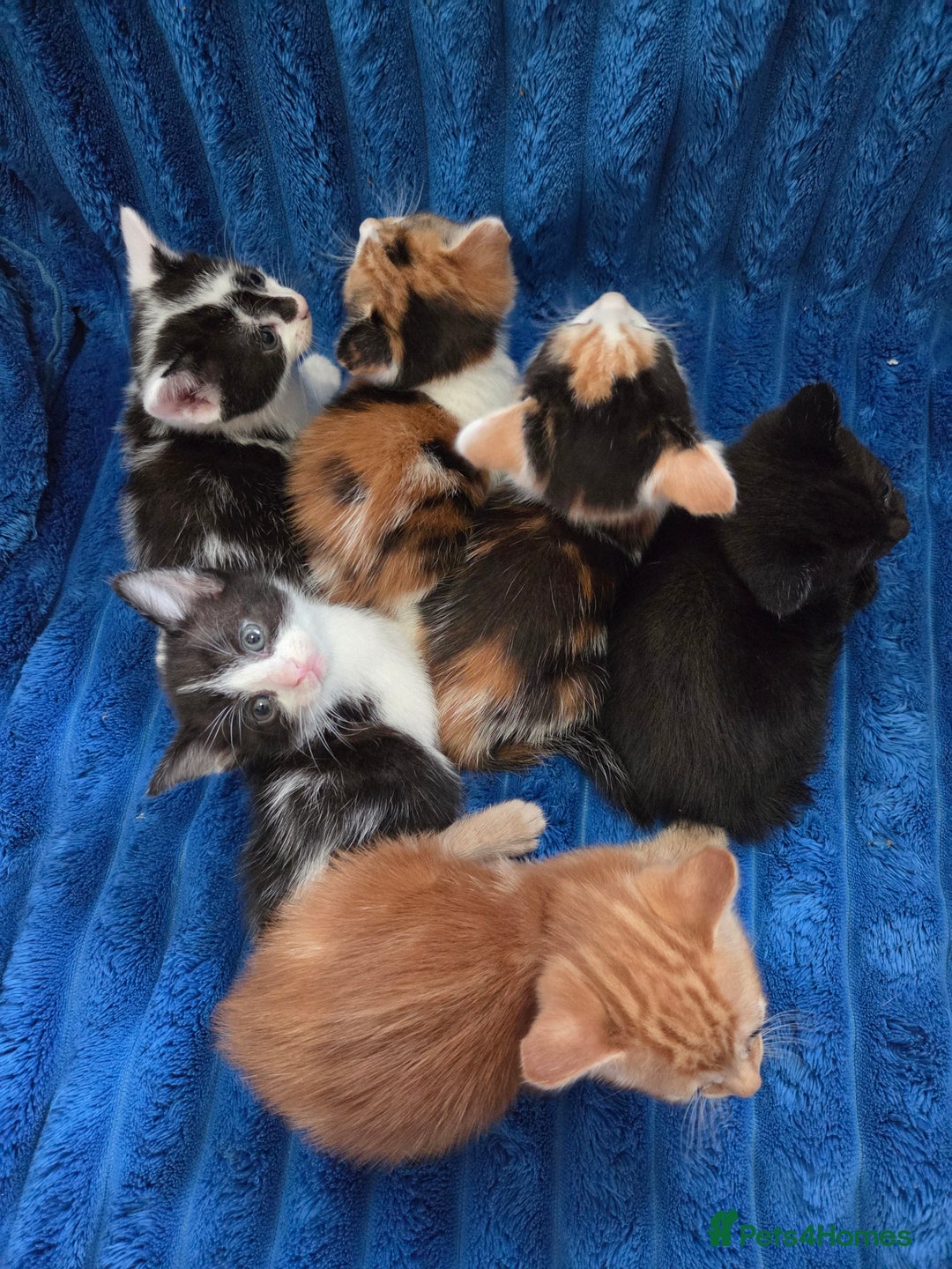 American Shorthair cats for sale: Beautiful 8 Week Old Kittens - Image 2