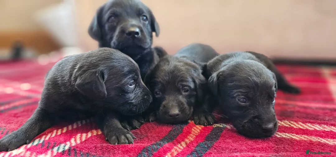 Labrador Retriever dogs for sale: 8 BEAUTIFUL KCREG LABRADORS. HEALTH TESTED PARENTS - Advert 14