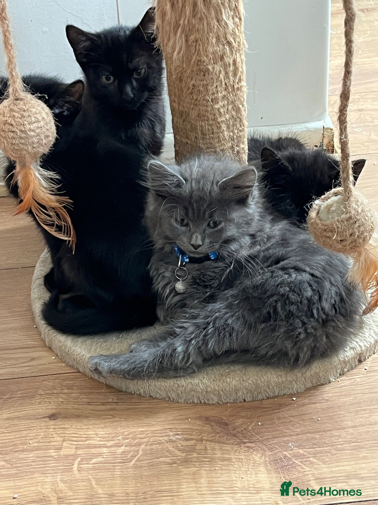 Mixed Breed cats Two fluffy kittens - boy and a girl - Advert 4