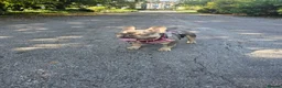 French Bulldog dogs for sale: KC registered miniature size French Bulldog Bitch - Advert 3