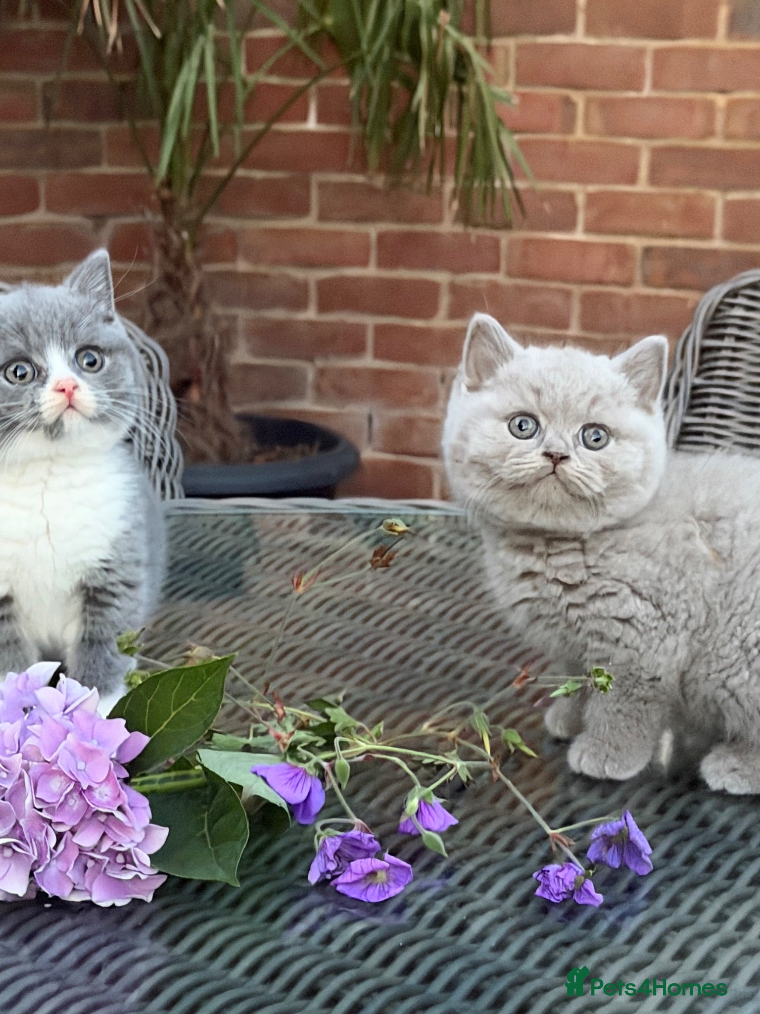 British Shorthair cats FULL PEDIGREE REGISTERED BSH  - Advert 1