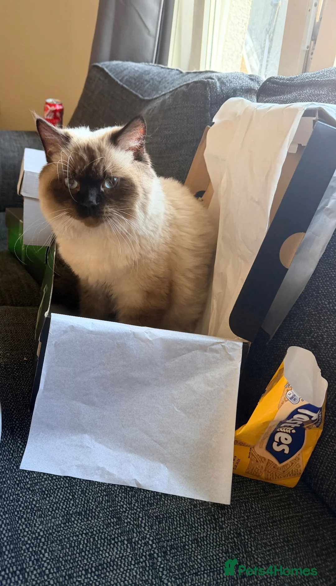 Ragdoll cats for sale: Male ragdoll - 1 years old. Forfar, Angus in Forfar - Advert 5
