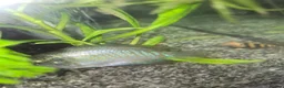 Live Bearers fish for sale: Tropical community fish - Advert 2