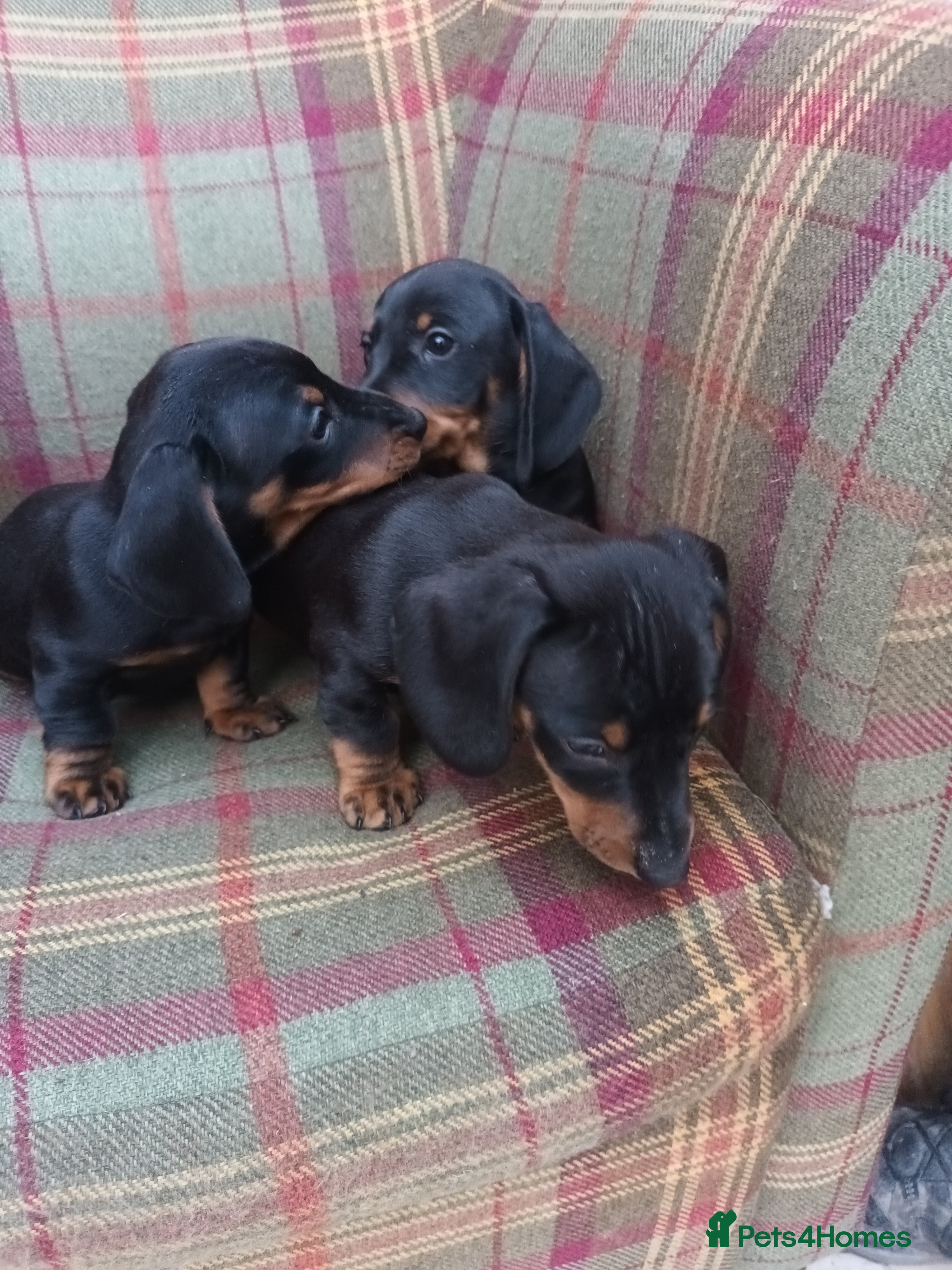 Miniature Dachshund dogs Black and Tan Miniature Dachshund Puppies 3 Boys - Advert 4