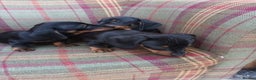 Miniature Dachshund dogs for sale: Black and Tan Miniature Dachshund Puppies 3 Boys - Advert 3