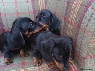 Miniature Dachshund dogs Black and Tan Miniature Dachshund Puppies 3 Boys - Advert 4