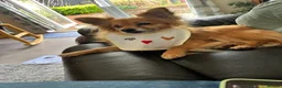 Pomchi dogs for sale: 5 year old PomChi looking for a new home - Advert 3