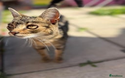 British Shorthair cats for sale: 2 x cats sisters just turned 1 year old - Image 3