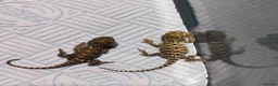 Dragon reptiles for sale: Baby Rankins dragons  - Advert 2