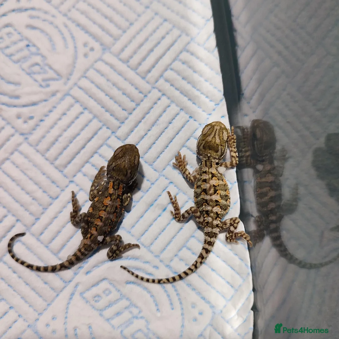 Dragon reptiles for sale: Baby Rankins dragons  - Advert 2