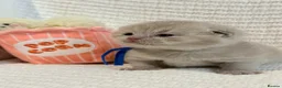 British Shorthair cats for sale: no deposit! VERY CUDDLY/LAP 100% Pure CHAMPIONS - Advert 29