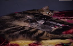 Mixed Breed cats for sale: Cute Kittens Looking For A Loving Home - Image 5