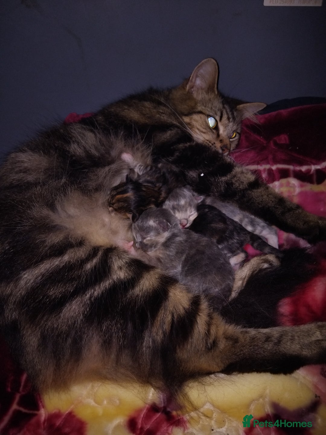 Mixed Breed cats for sale: Cute Kittens Looking For A Loving Home - Image 5