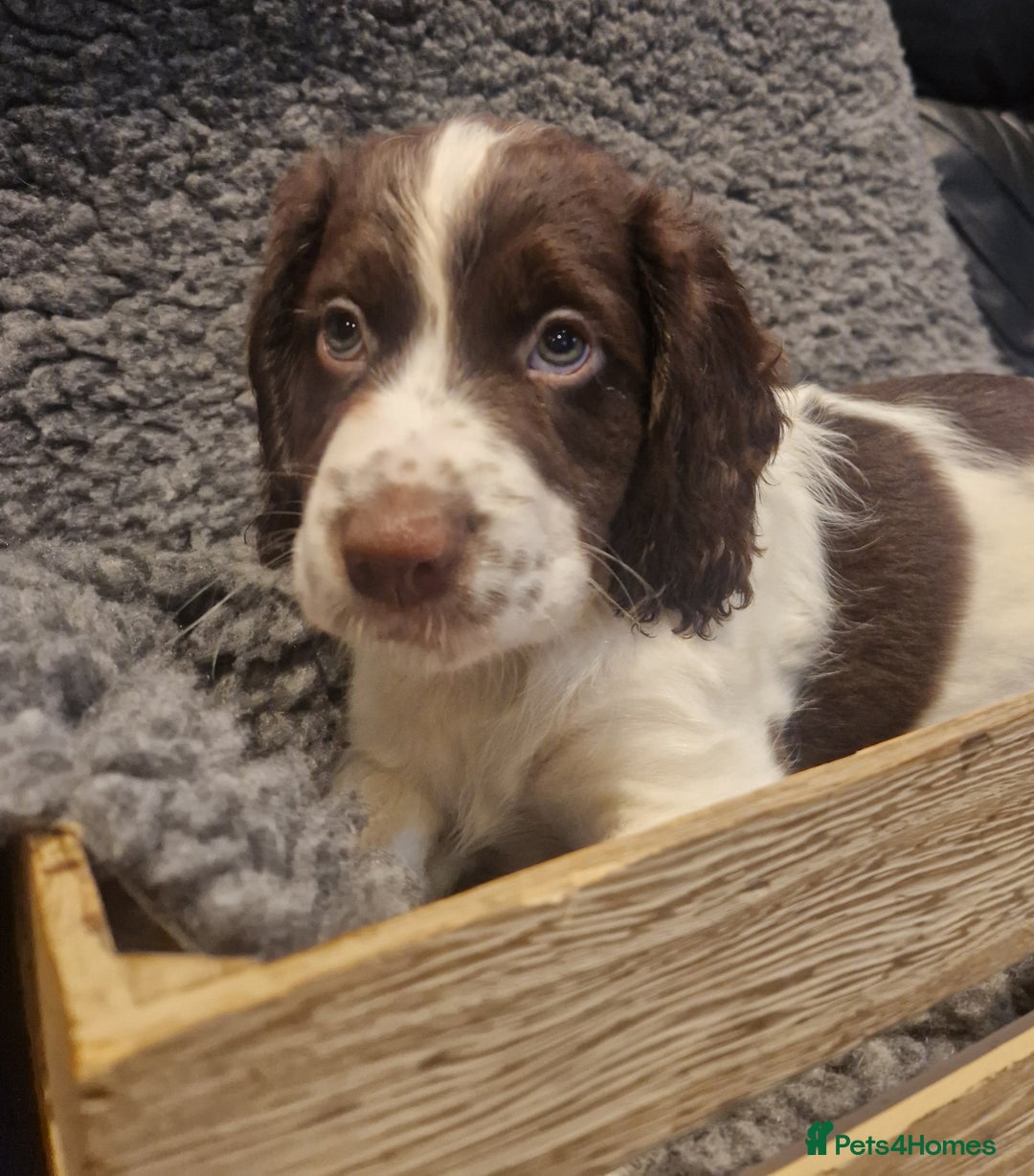 Cocker Spaniel dogs for sale: Last boy left !! working cocker spaniels - Advert 15