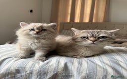 British Shorthair cats for sale: British short hair and Scottish fold  - Image 15