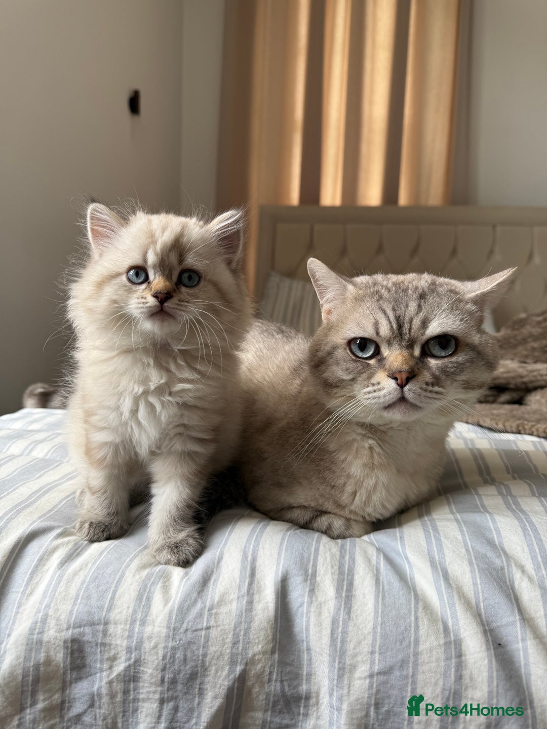 British Shorthair cats for sale: British short hair and Scottish fold  - Image 15