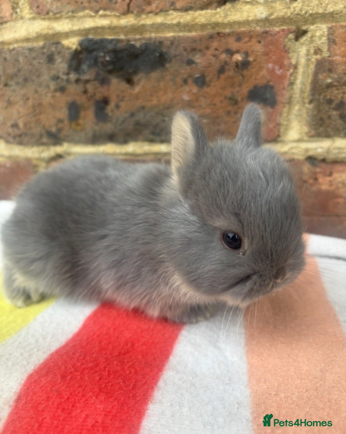 Netherland Dwarf rabbits White, Chocolate & Blue Netherland Dwarf Bunnies  - Advert 6